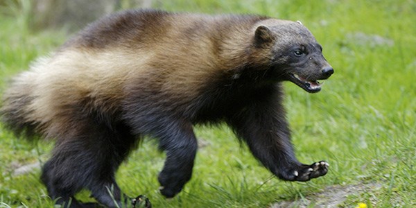 Wolverine