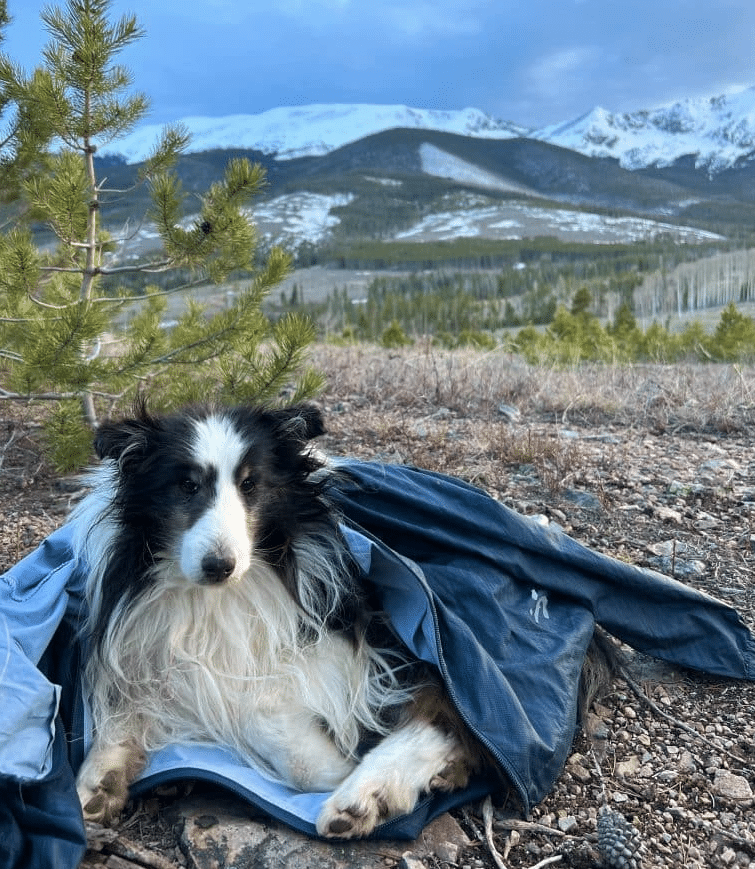 Lost sheltie store