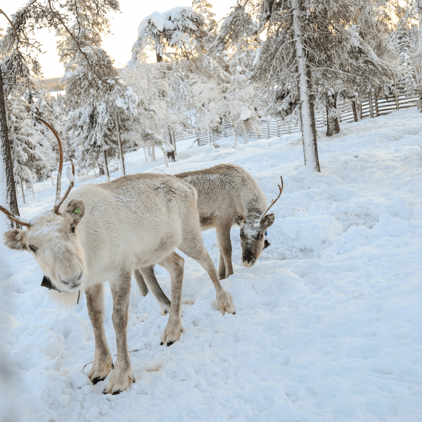 Reindeer