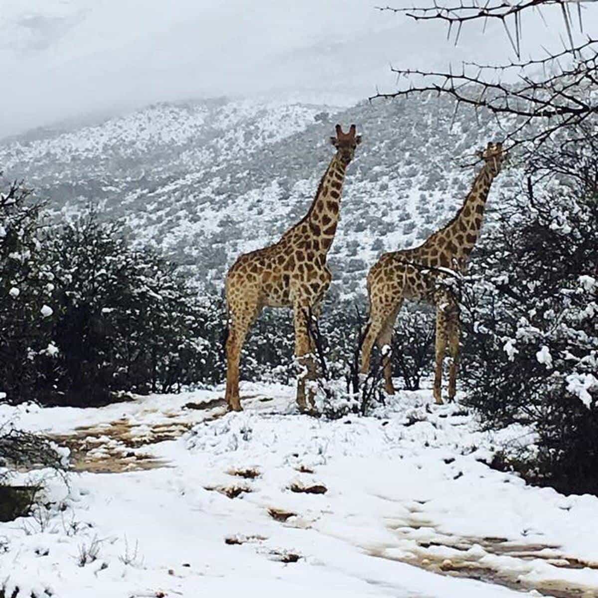 snow South Africa Johannesburg giraffes