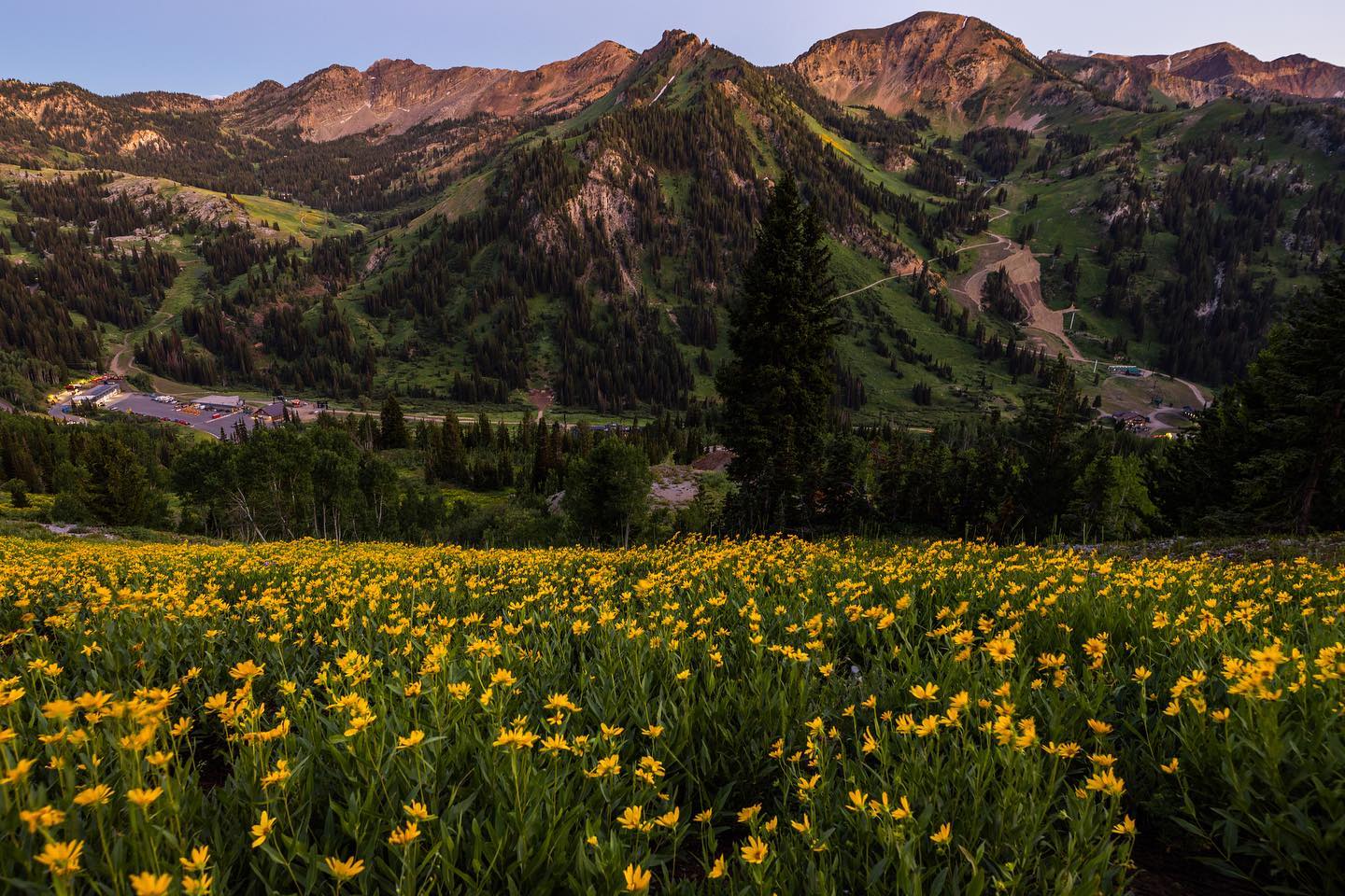 Wildflowers at Alta