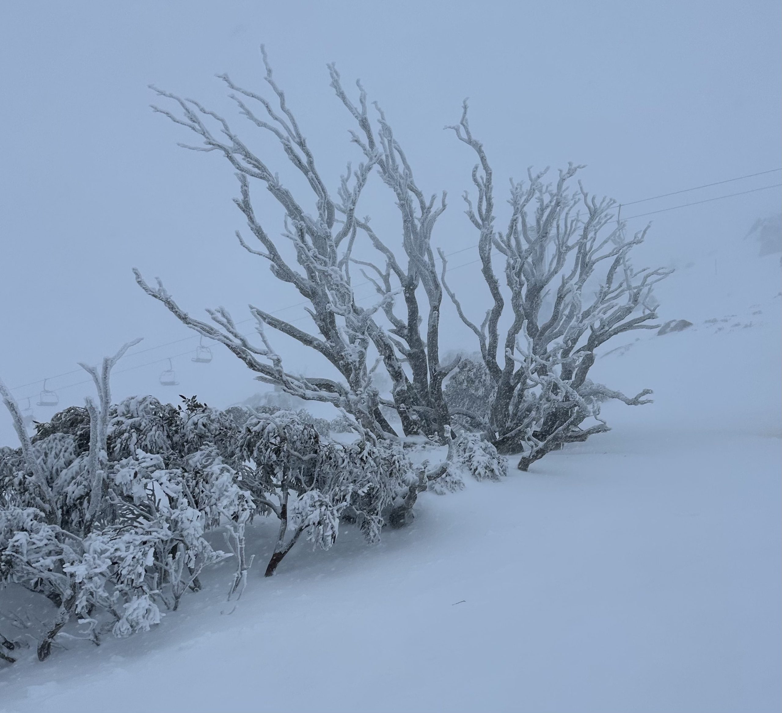 Frozen tree