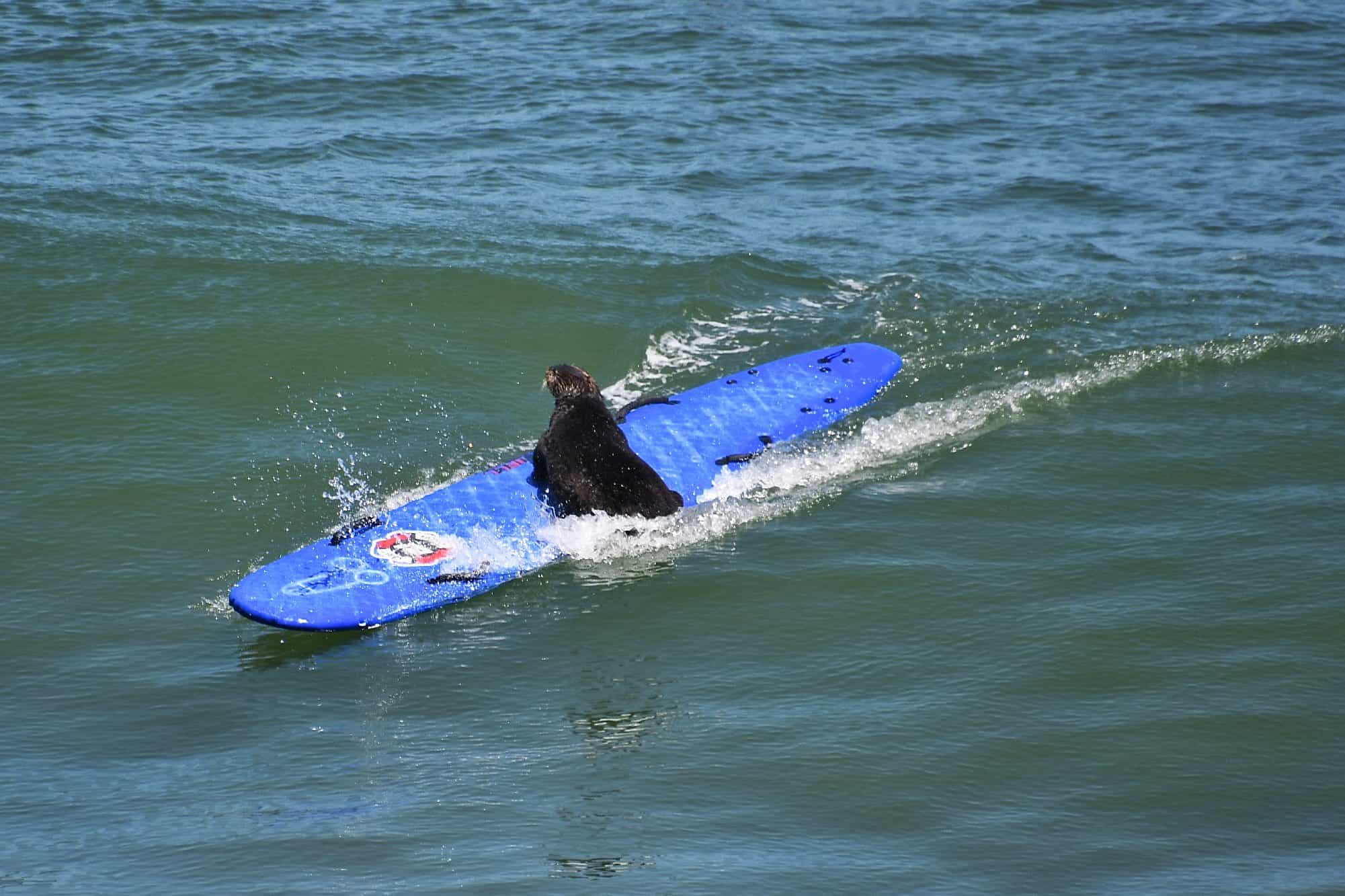 aggressive sea otter steals surfboards