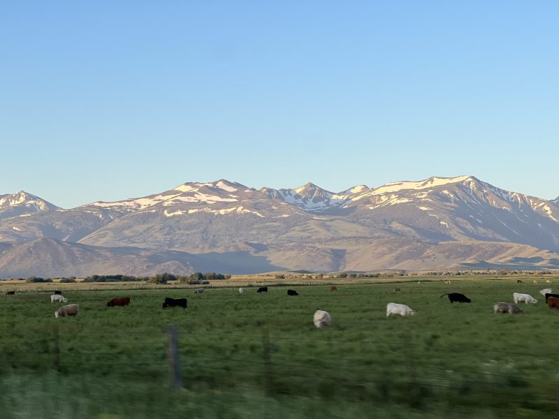 Cows near the snowy mountains 