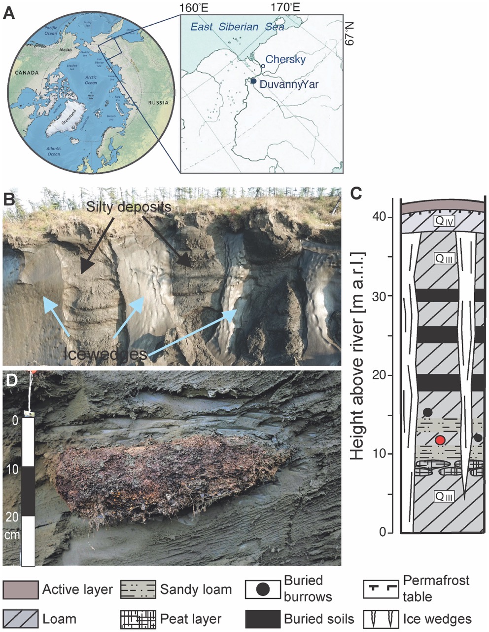 Nematode resurrected from Siberian permafrost