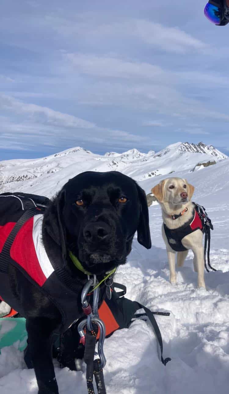 dogs remarkables avalanche New Zealand