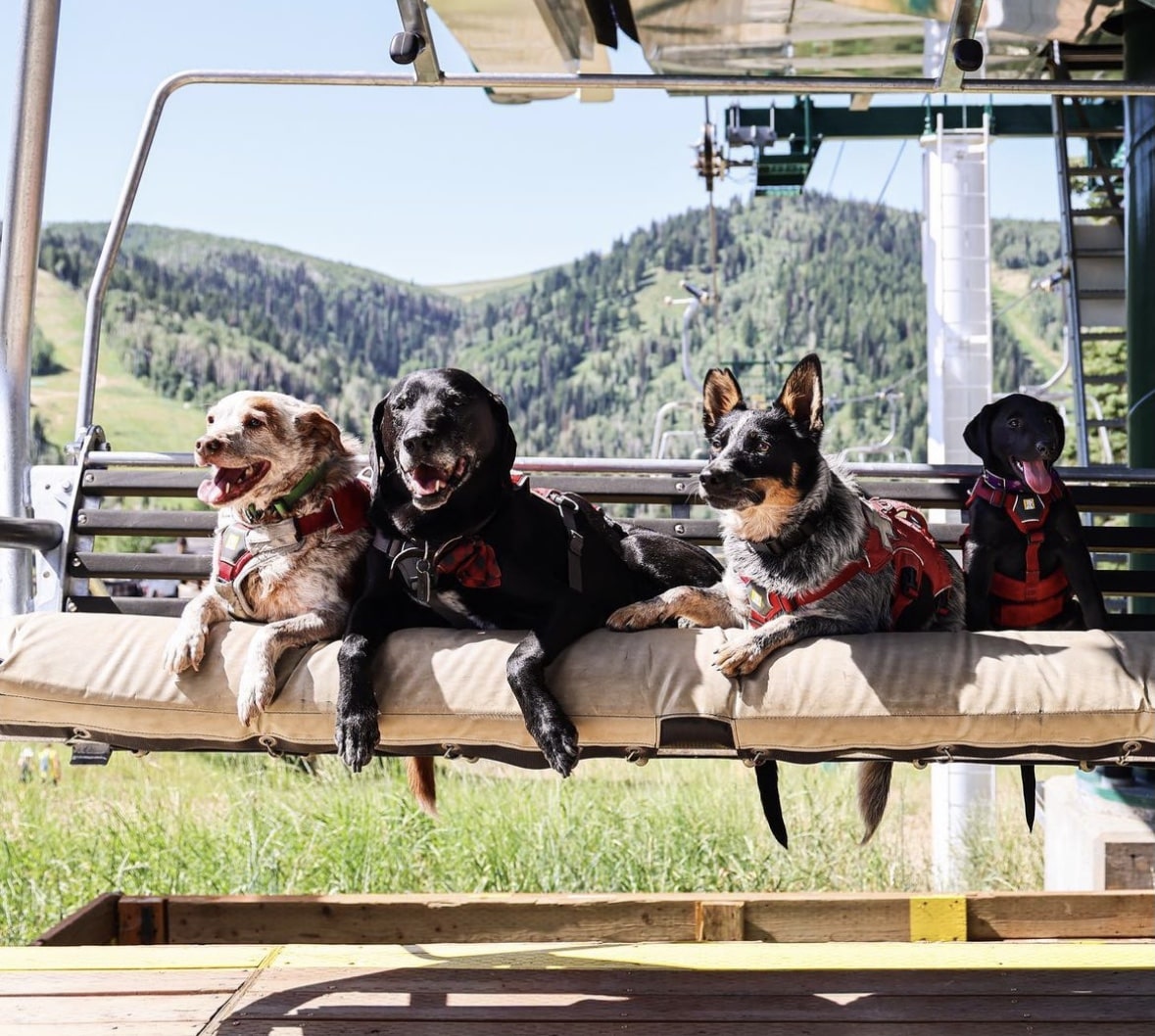 Meet the avalanche dogs of Colorado, News