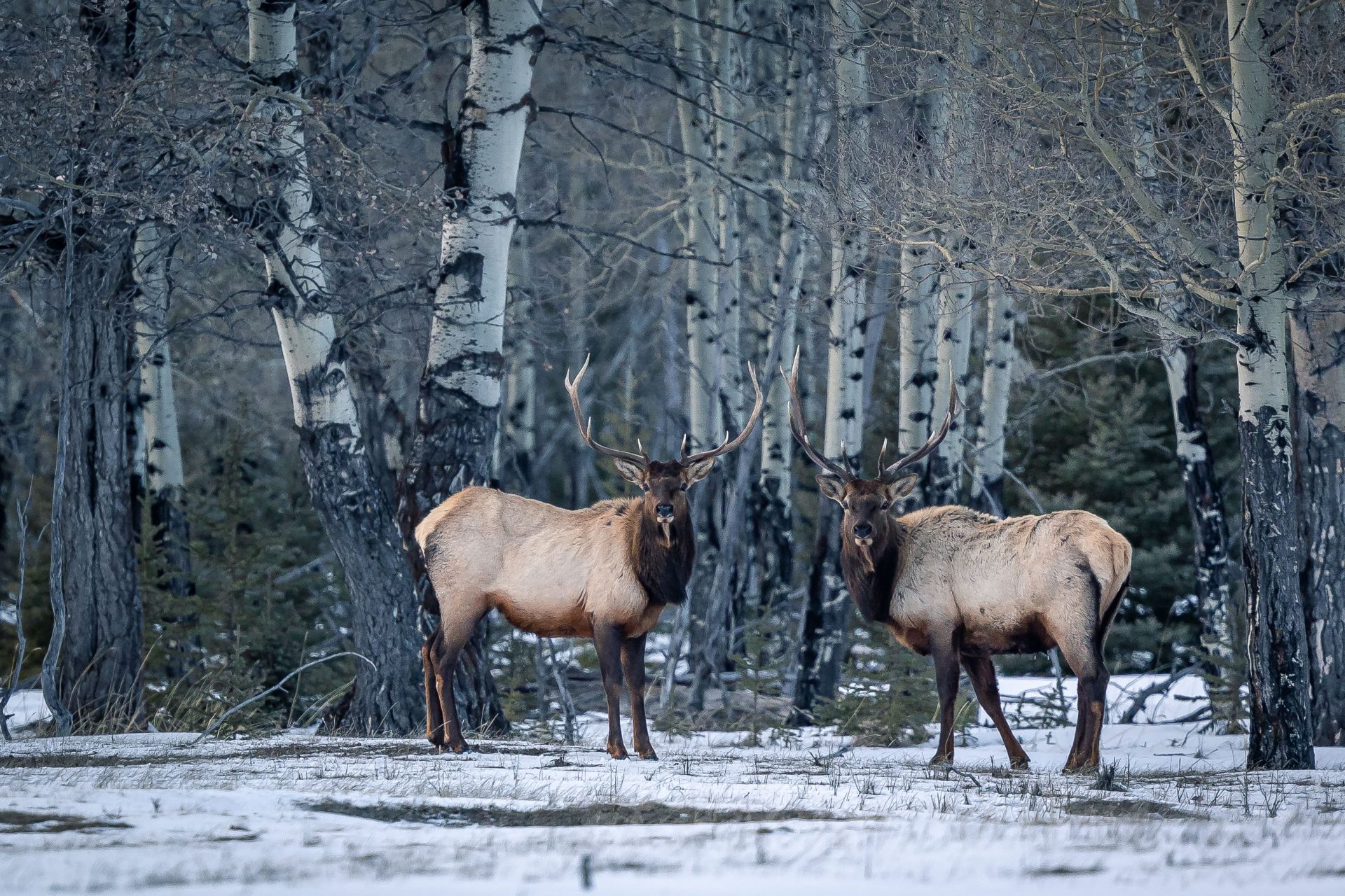 Elk in the woods in Banff, AB