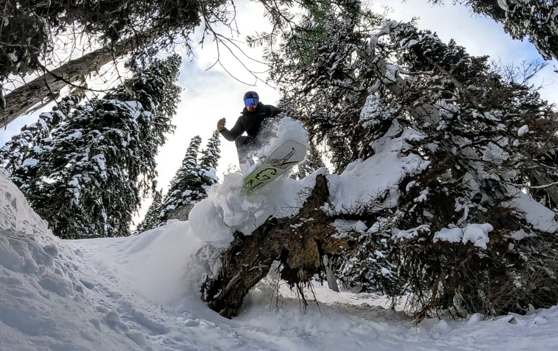 A snowboarder uses a trees stump to add excitement to his powder day