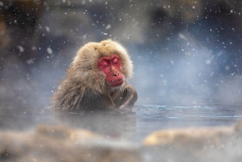 Jigokudani Snow Monkey - Monkey in hot spring