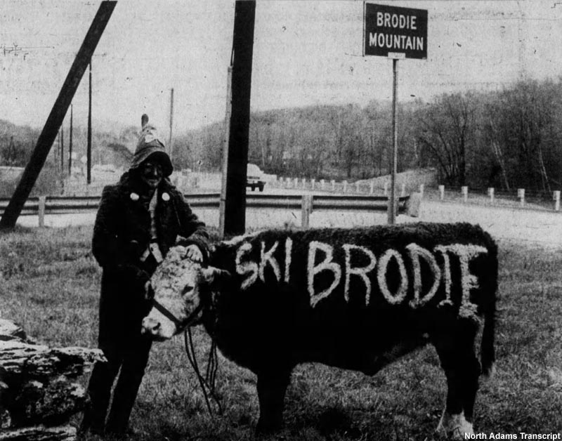 cow with "SKI BRODIE" painted on its side