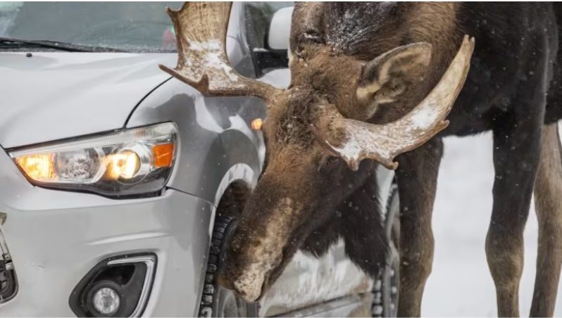 Don't Let Moose Lick Your Car - Moose licking car tire