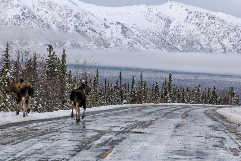 Beware moose on the road in the winter