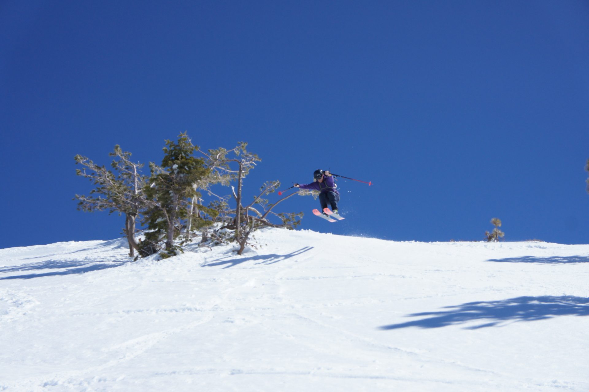 skier jumping on bluebird day next to a small tree