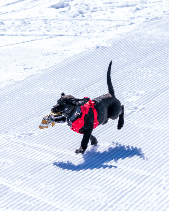 cão para avalanches