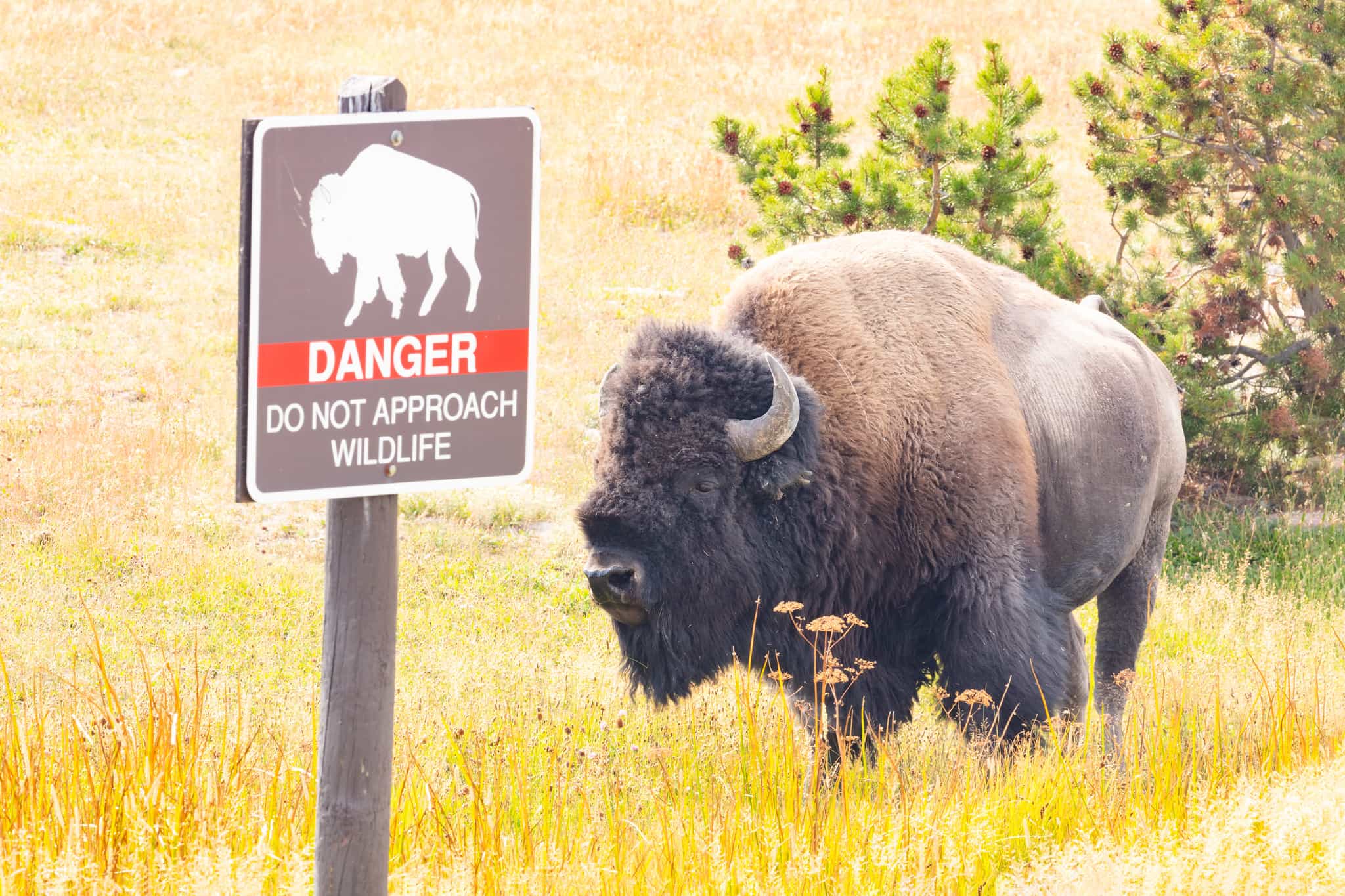bison and danger sign in yellowstone national park
