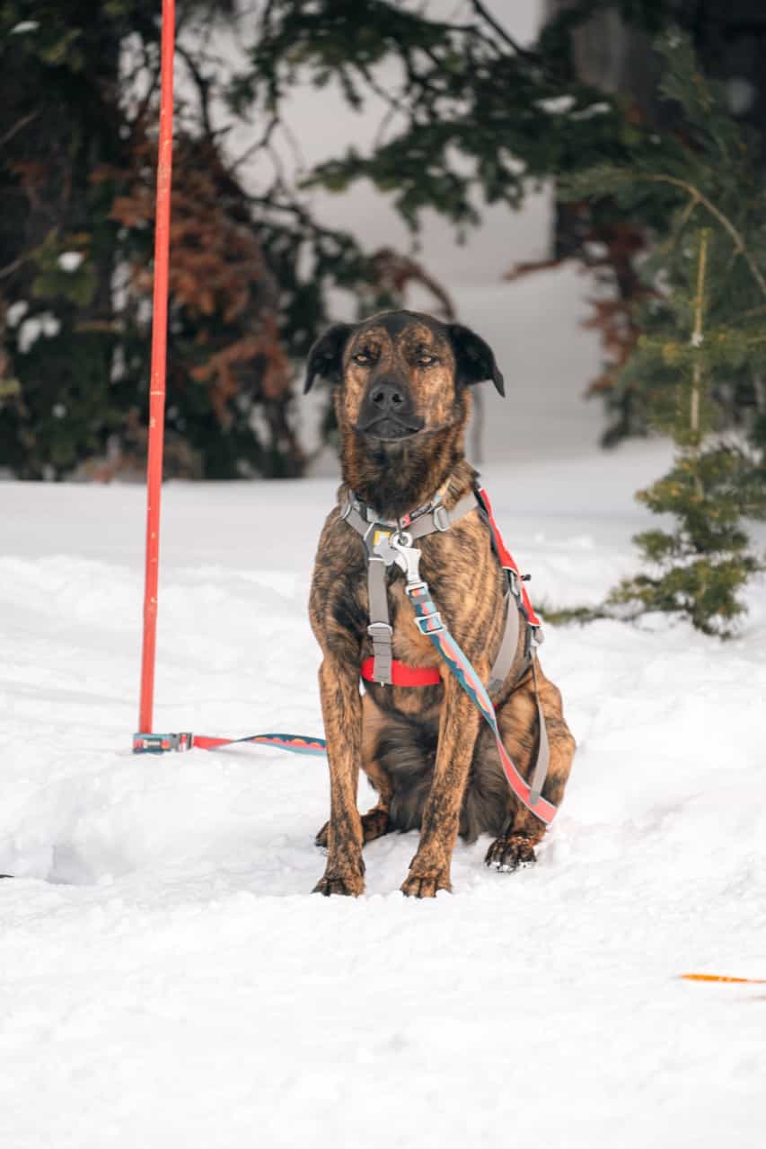 ski patrol and avalanche dog training at yellowstone club, big sky, montana