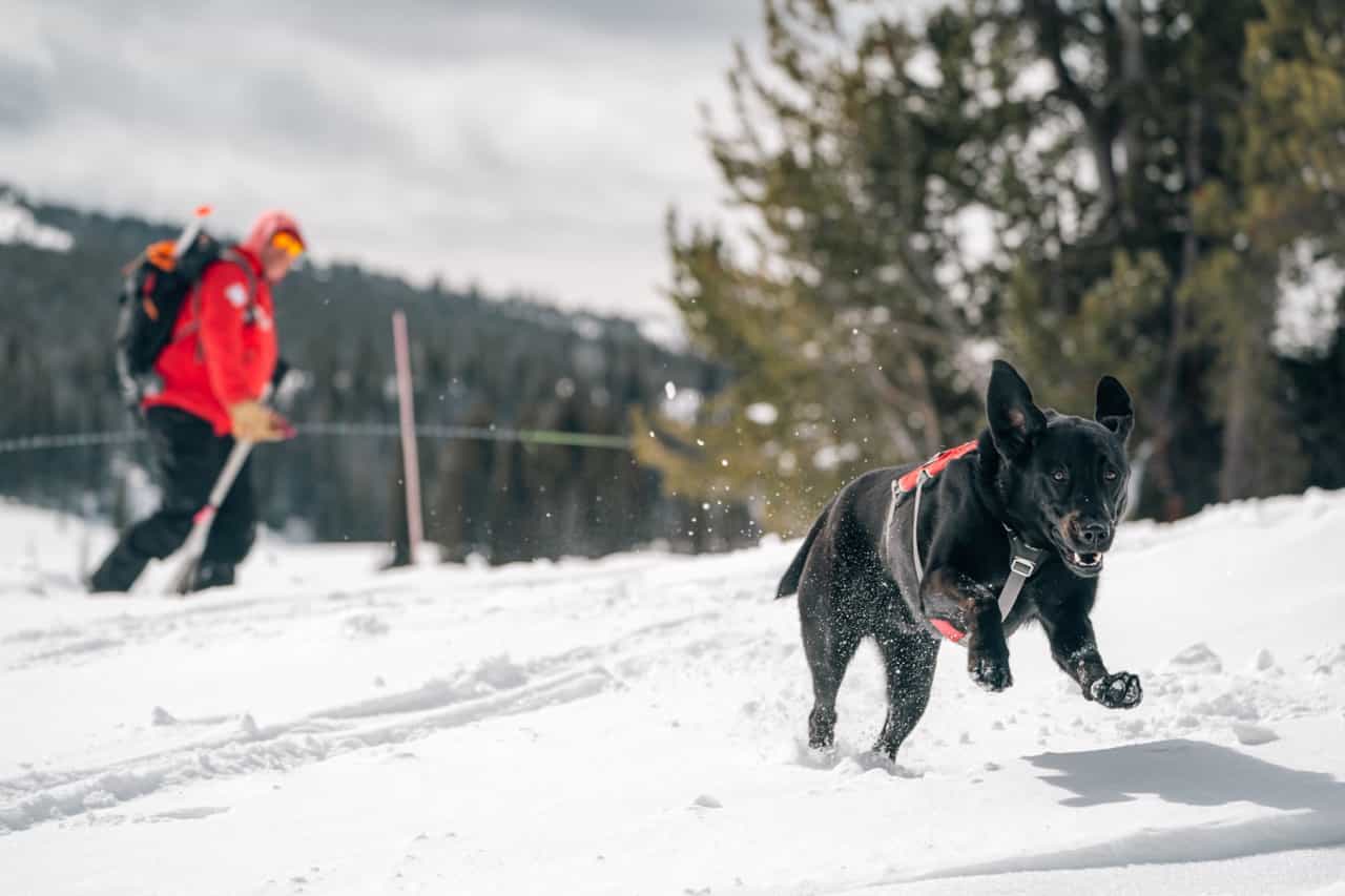 ski patrol and avalanche dog training at yellowstone club, big sky, montana
