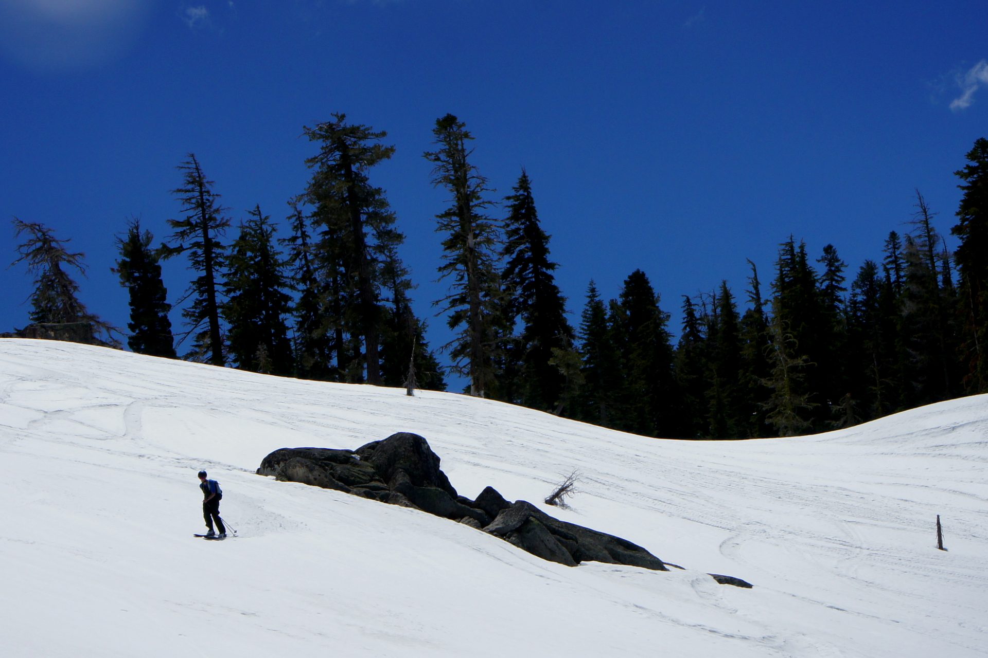 skier in full sun enjoying a low angle bowl with large trees in the background