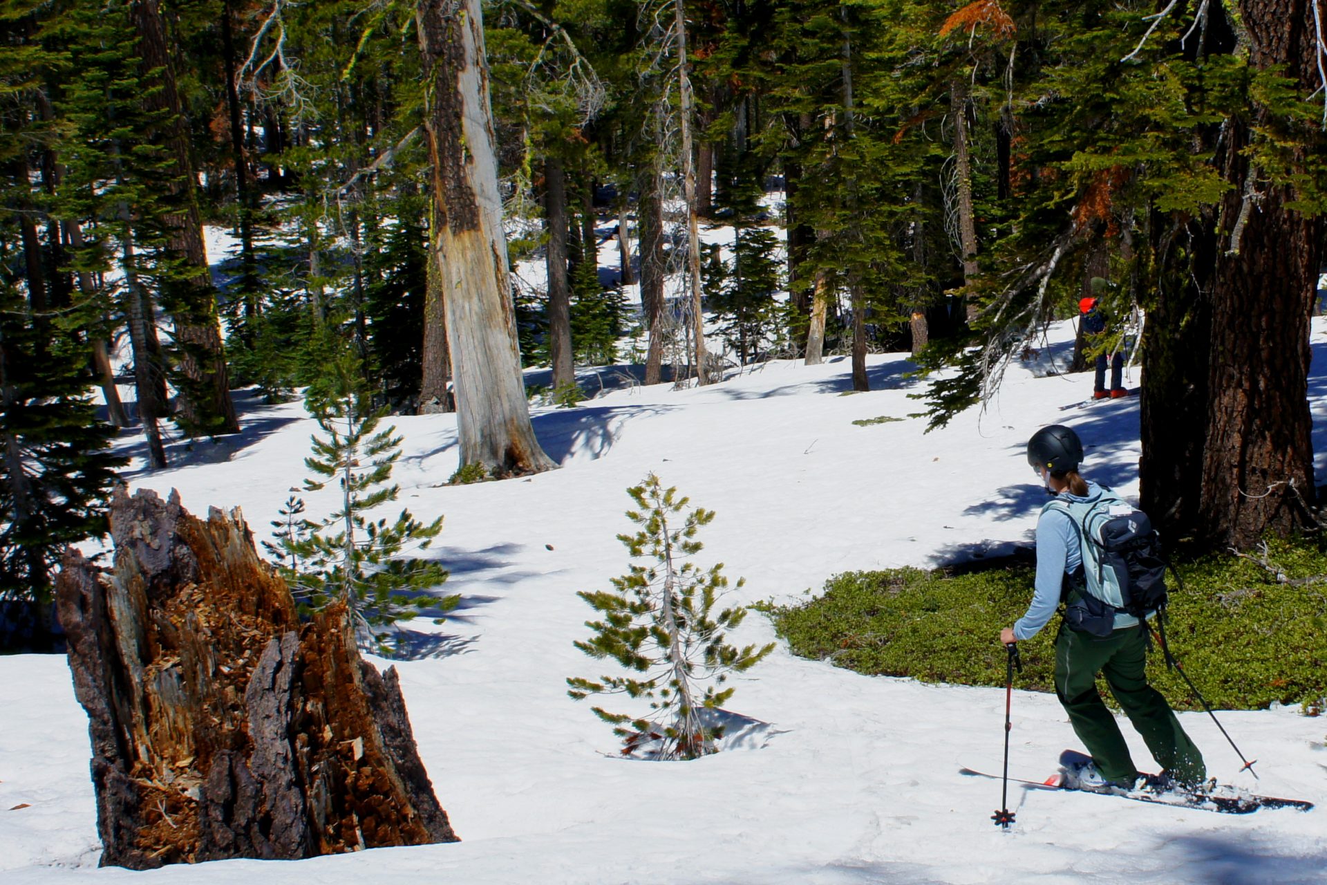 skier navigating tight trees with green plants peeking through a thin snowpack
