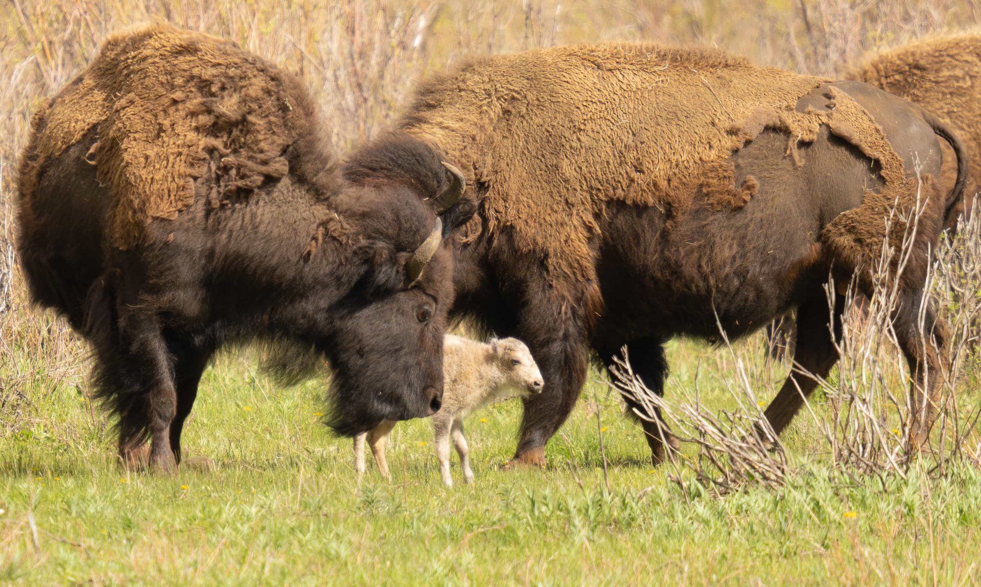 rare white bison in yellowstone