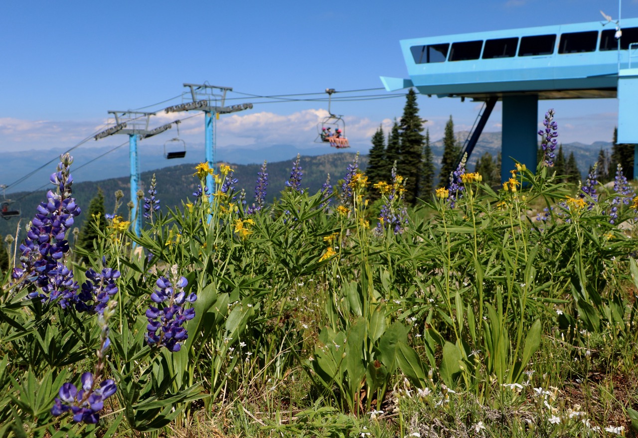 Chairlift at Brundage mountain resort with summer wildflowers in the foreground