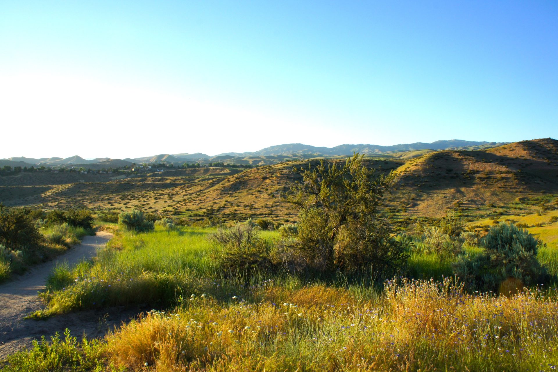 landscape of the boise foothills, with a mixture of grasses, flowers, and sagebrush