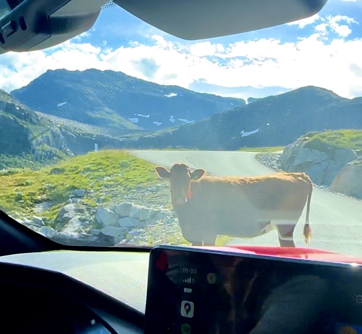 cow on road