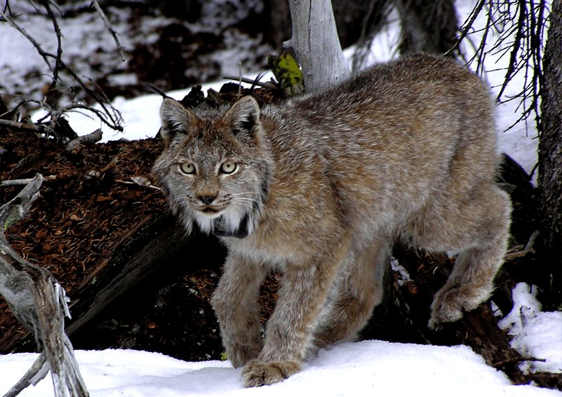 As many as 250 lynx live in the mountains of Colorado. 