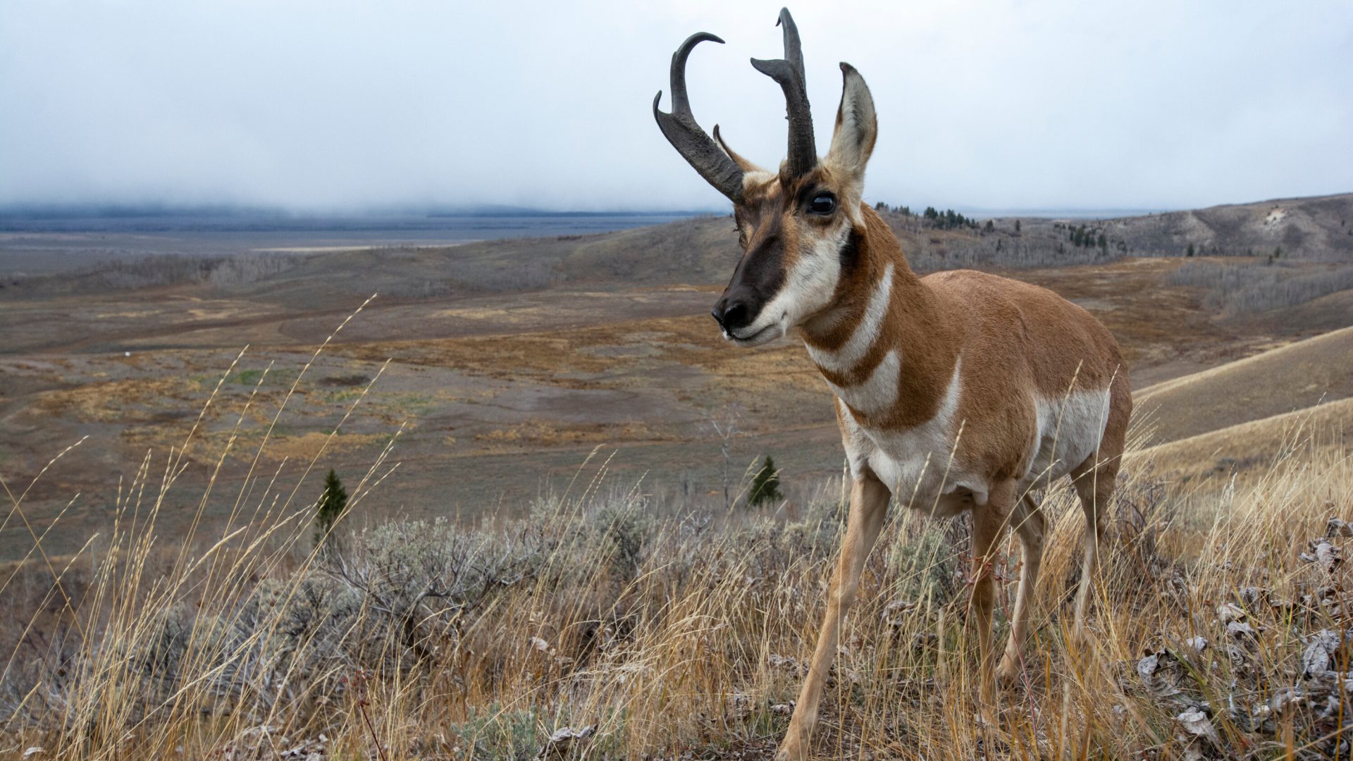 Pronghorn roaming in the Kelly Parcel. Photo Credit: The New York Times