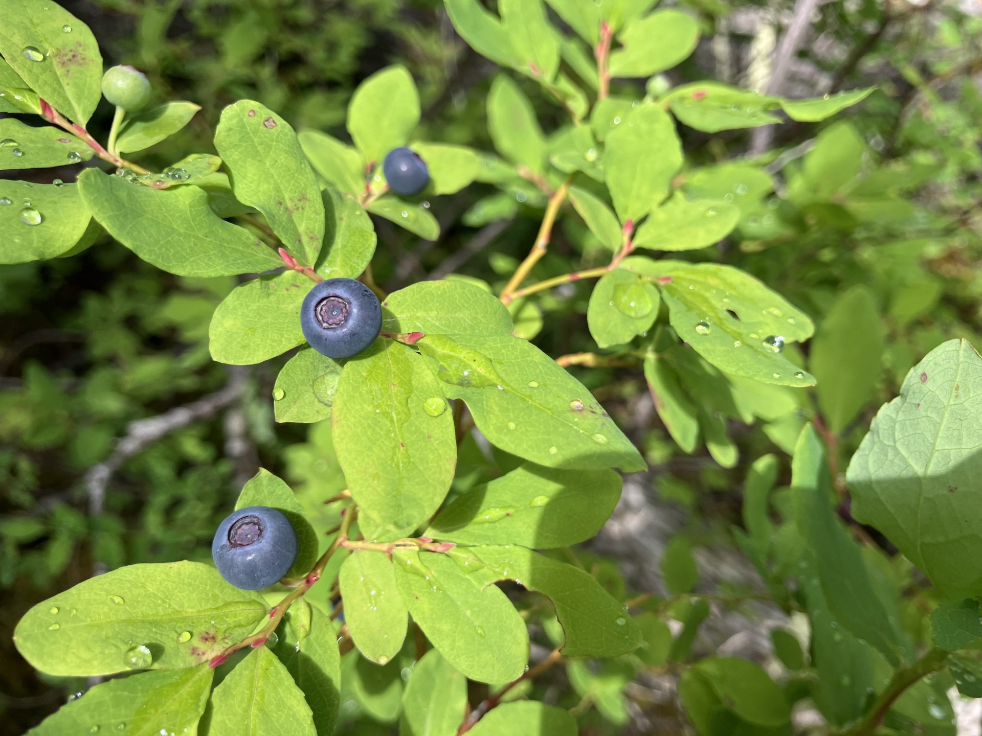 Blueberry PC: Claire Weiss