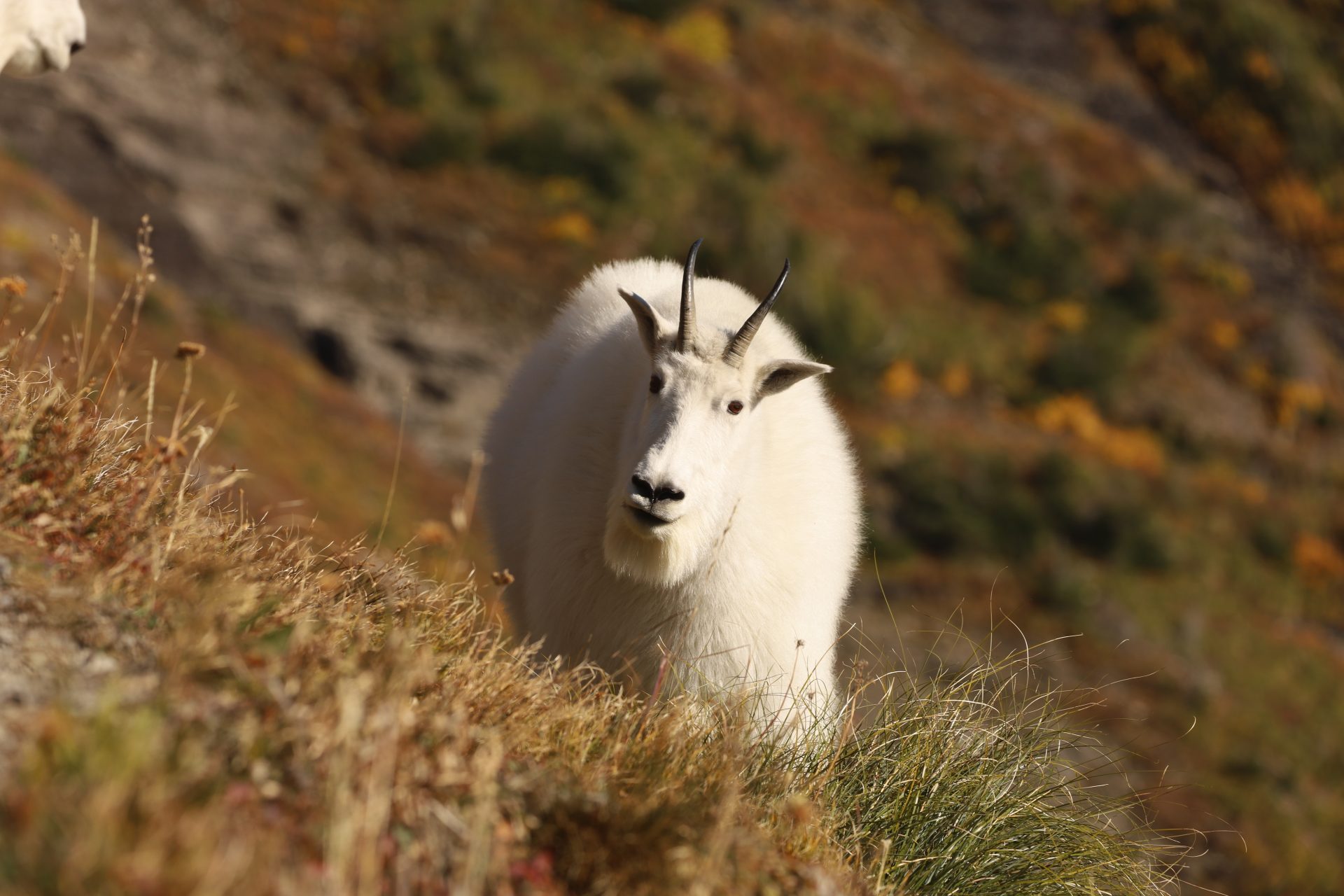 Mountain goat, Highline trail September 2021 PC: Claire Weiss