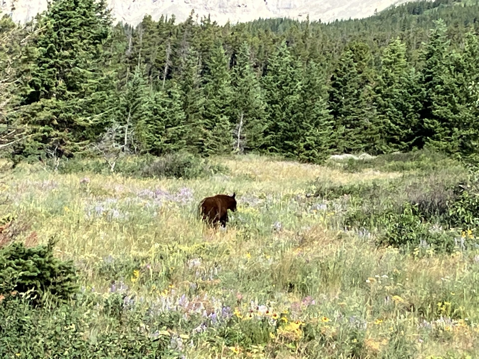 Black bear near Lake Sherburne PC: Claire Weiss