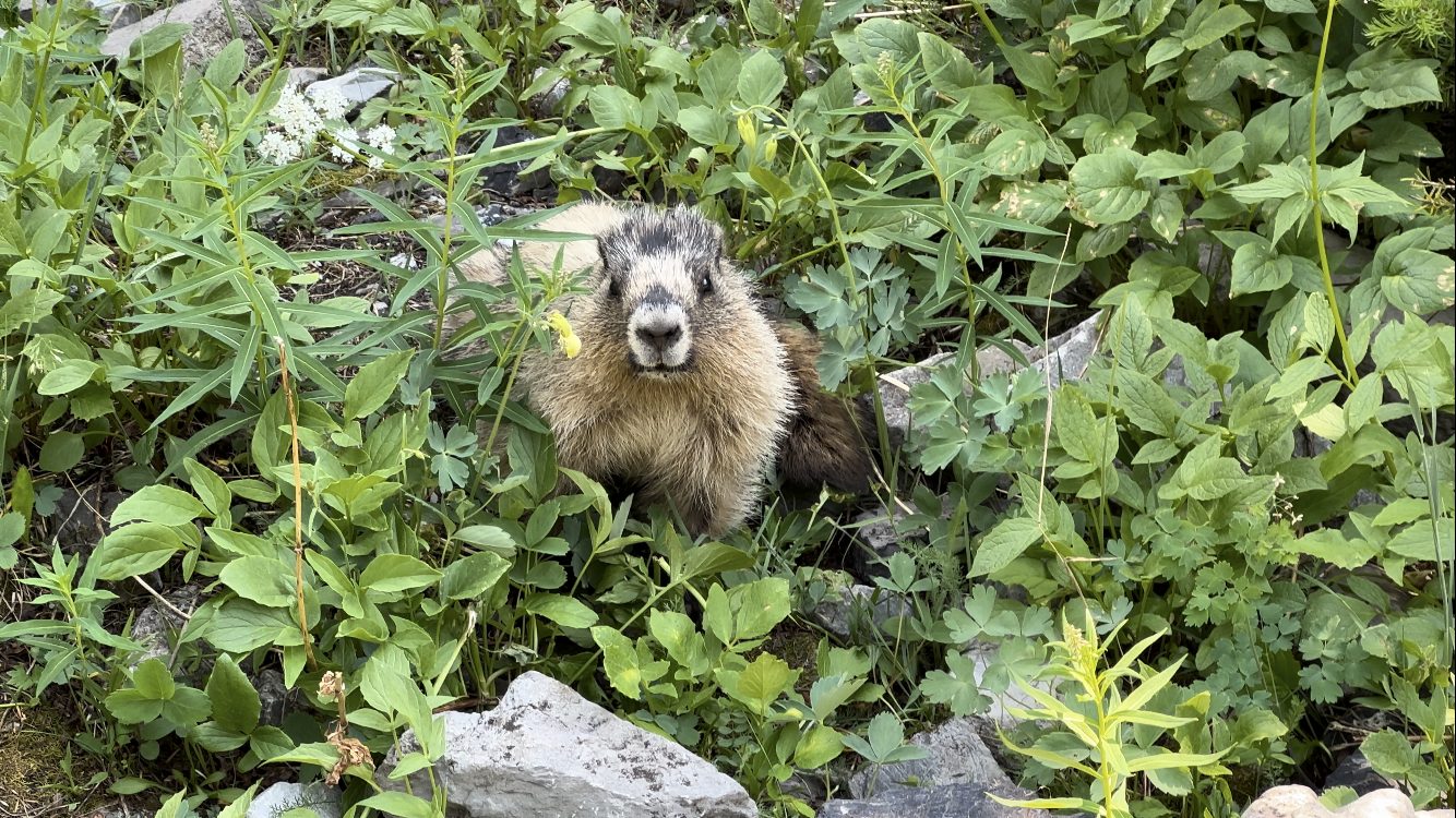 Curious marmot near Harvey pass PC: Claire Weiss