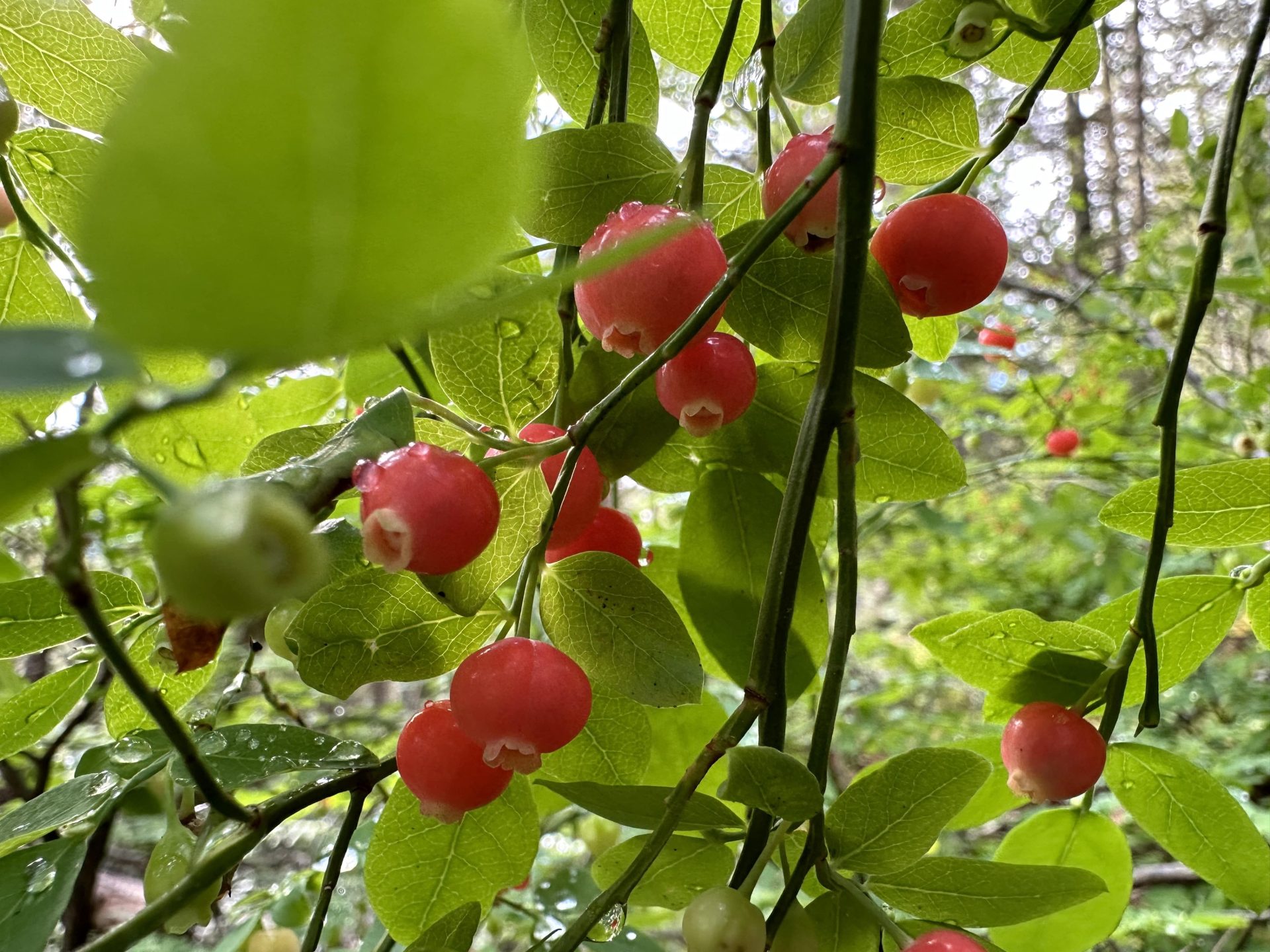 Red Huckleberry near Whistler PC: Claire Weiss