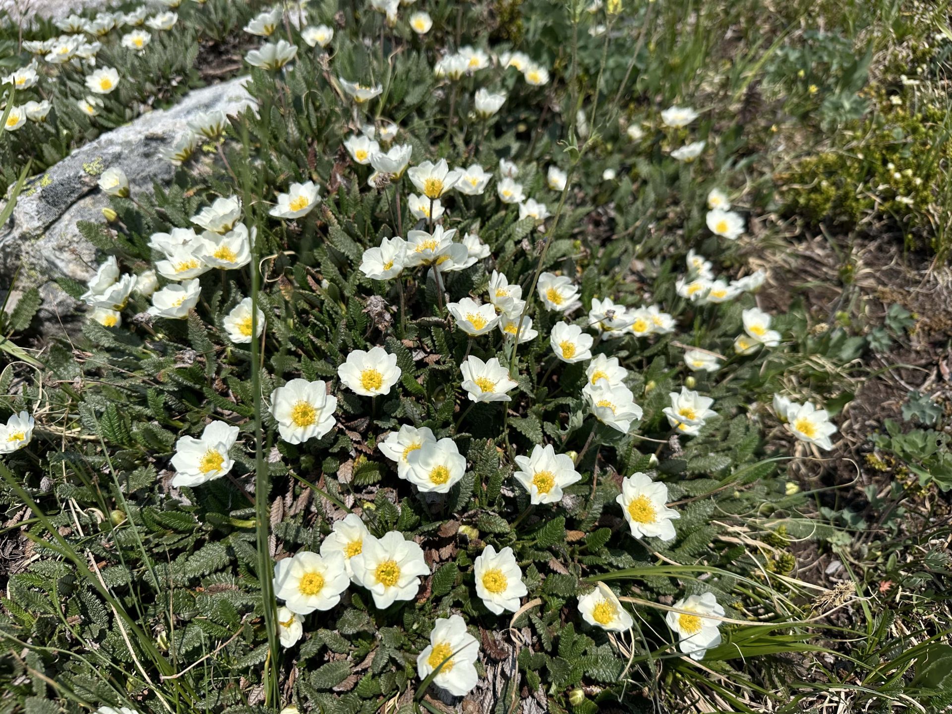 Wildflowers PC: Claire Weiss