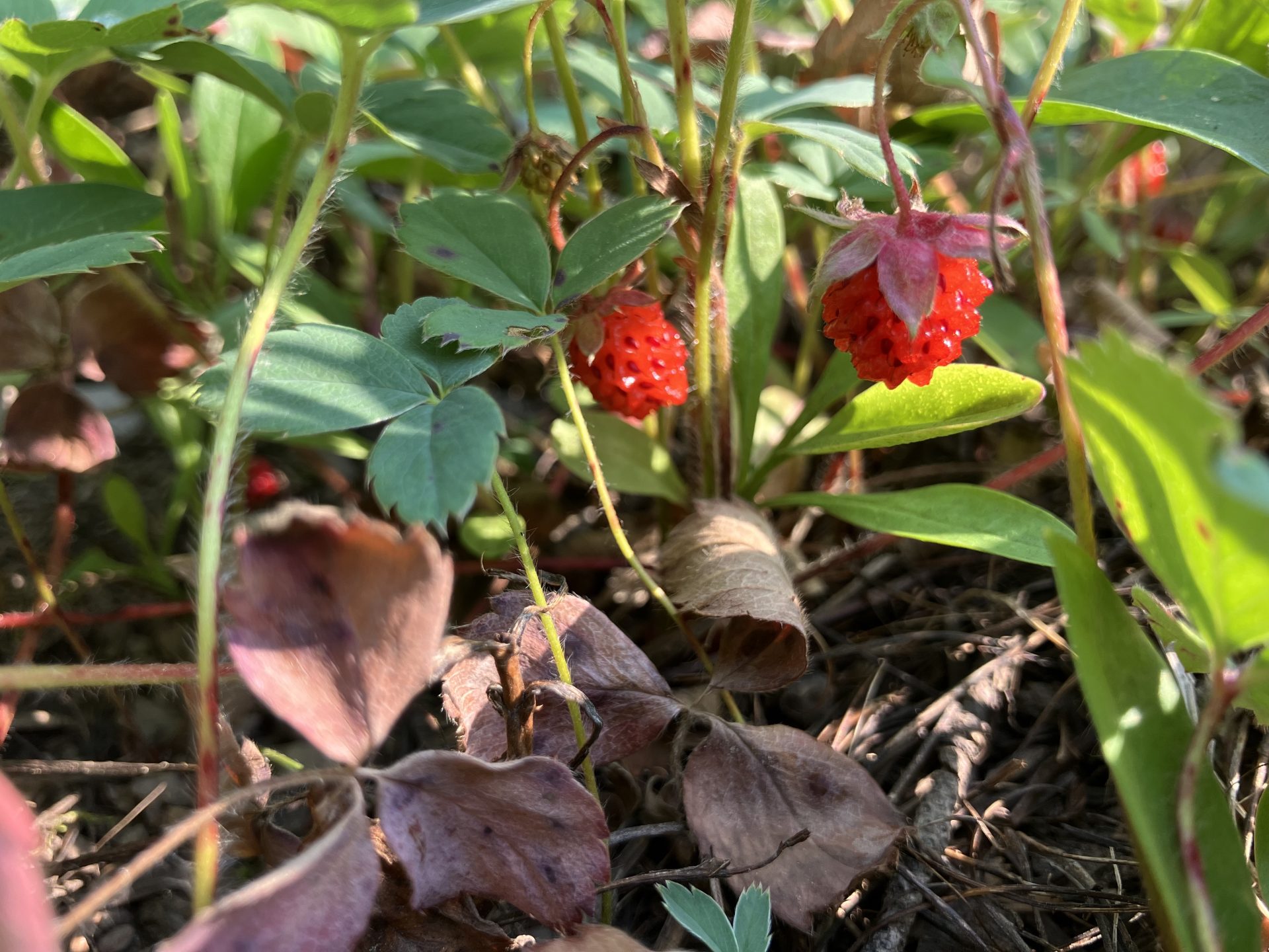 Wild strawberry PC: Claire Weiss