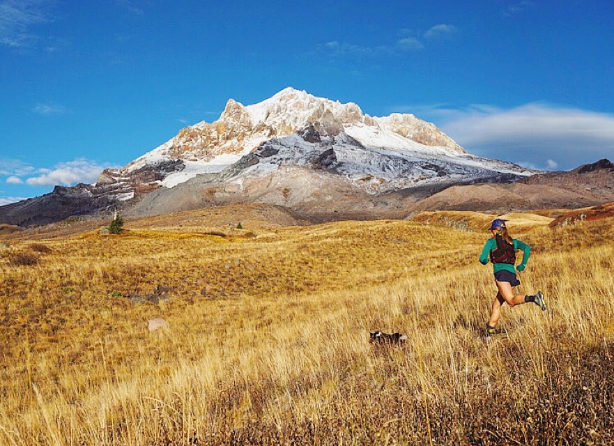 borsuk running with dog in meadow in front of mount hood