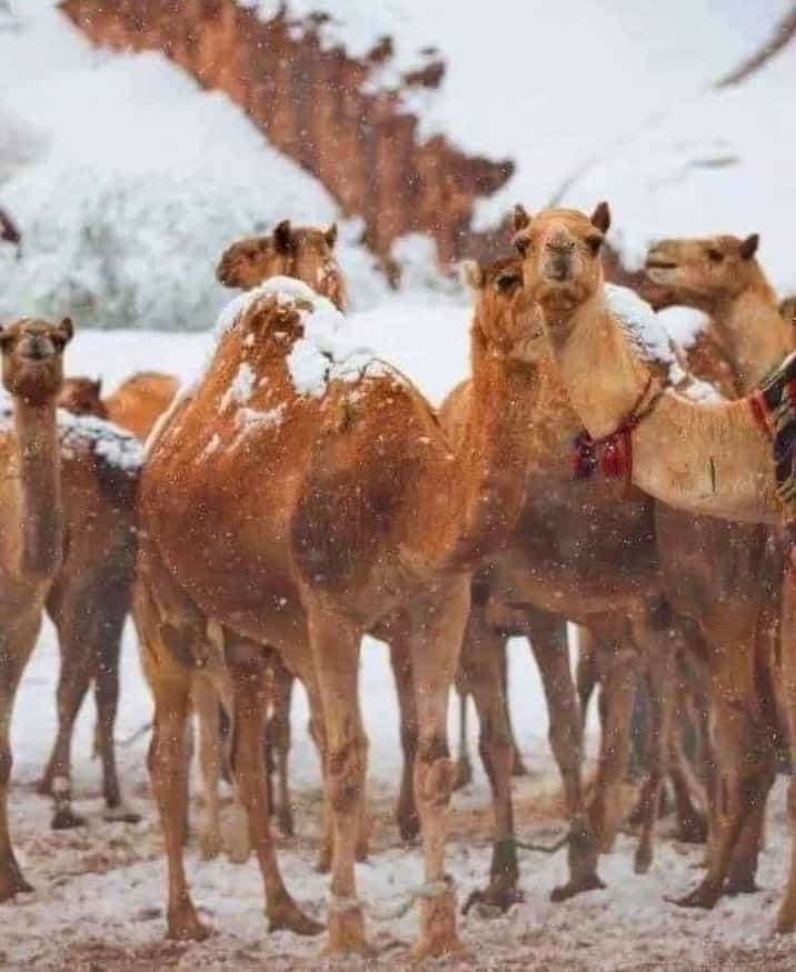 camels in saudi arabia desert snow