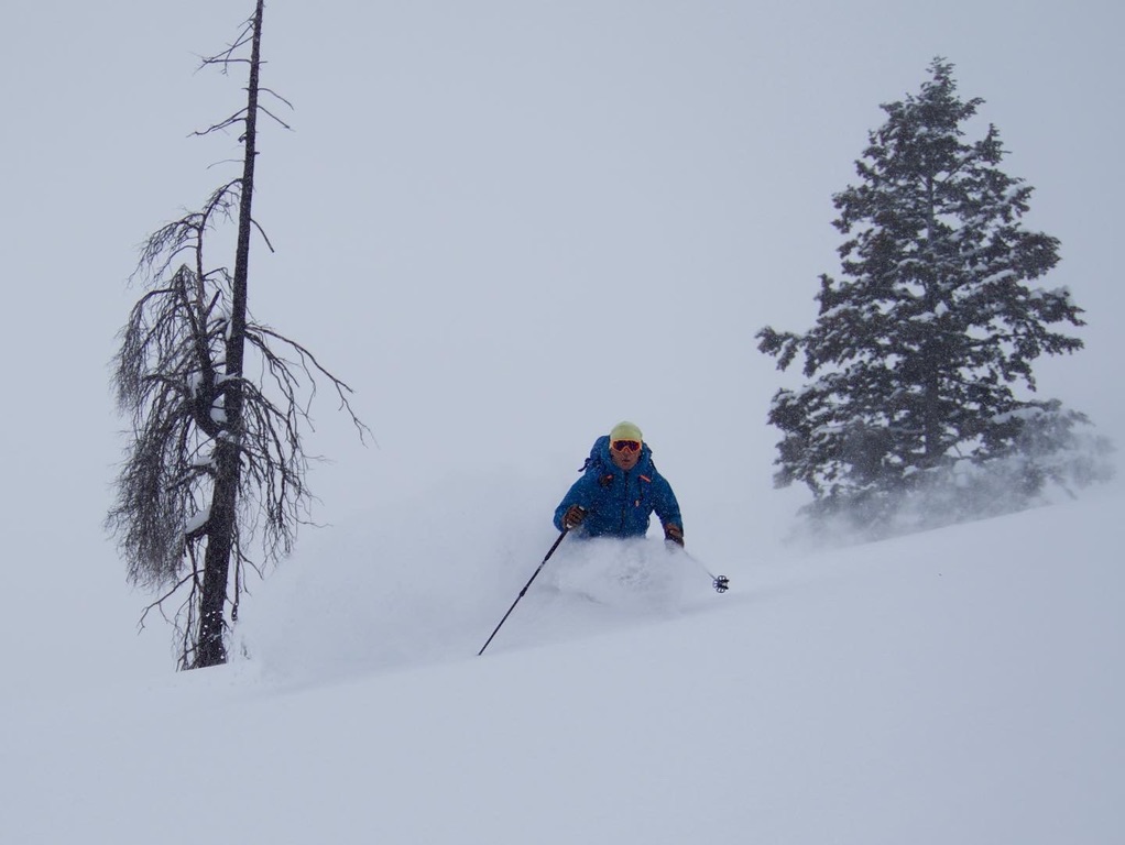 chago skiing next to one burned tree and one live tree