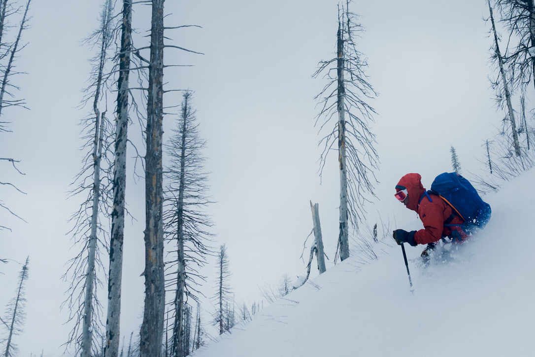 chago skiing in deep pow through a burn area