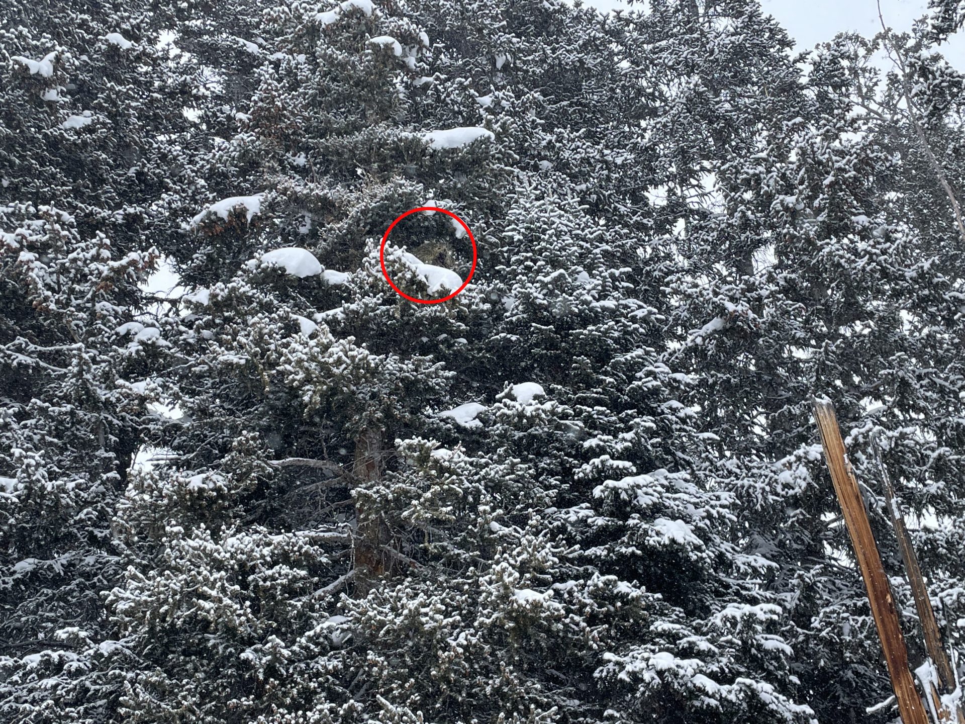 Can you spot the porcupine in the trees? Photo Credit: SnowBrains