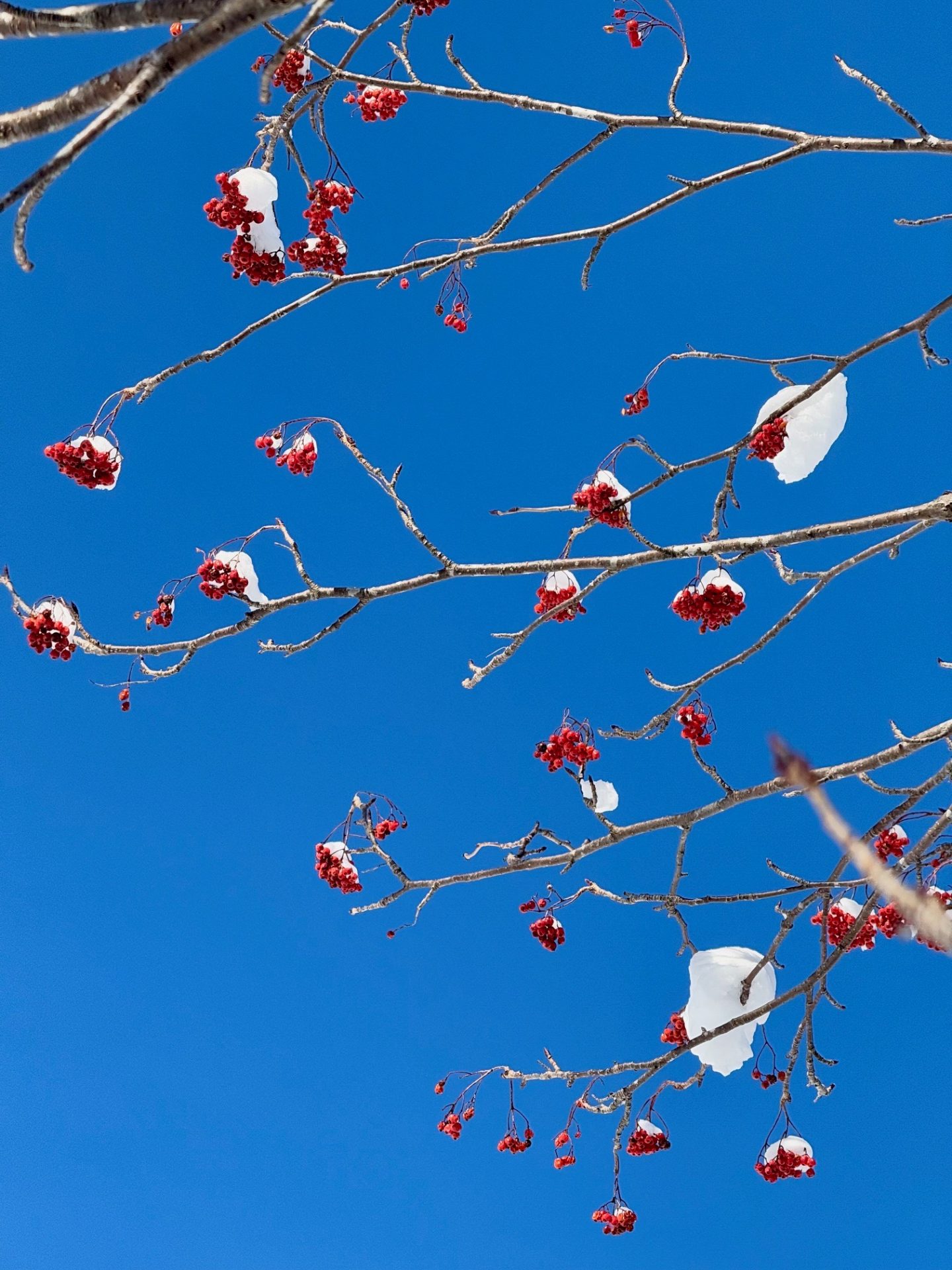 red berries at rusutsu