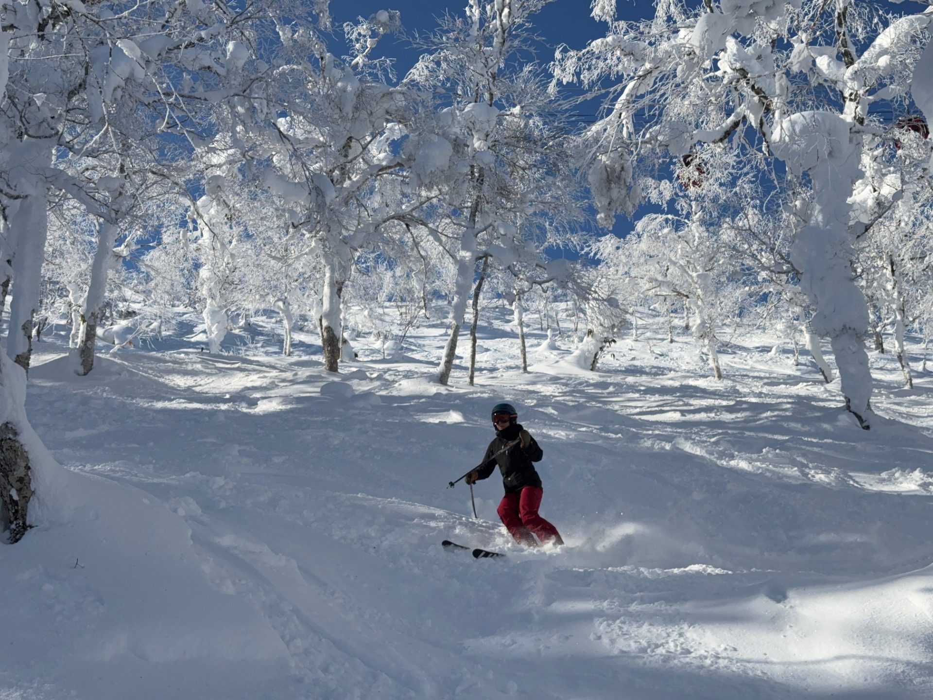 snow in the trees at Rusutsu