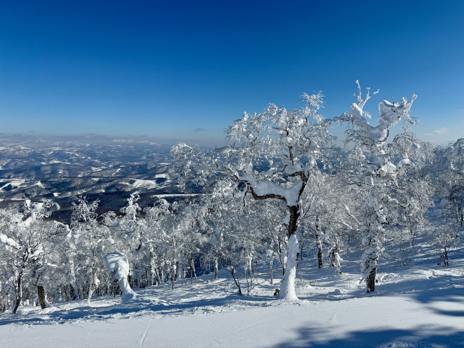 snowy trees at rusutsu