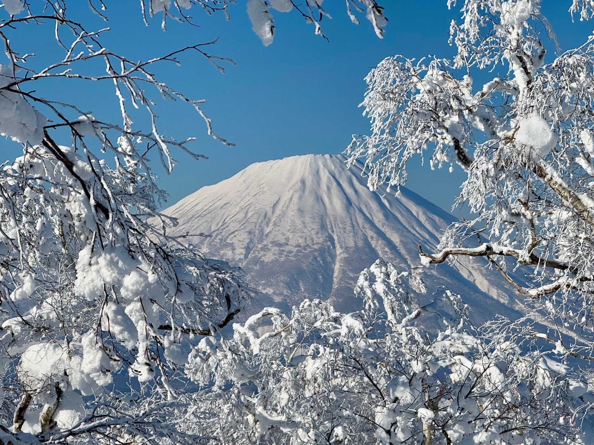 snow-covered Mount Yotei seen through snowy trees from Rusutsu