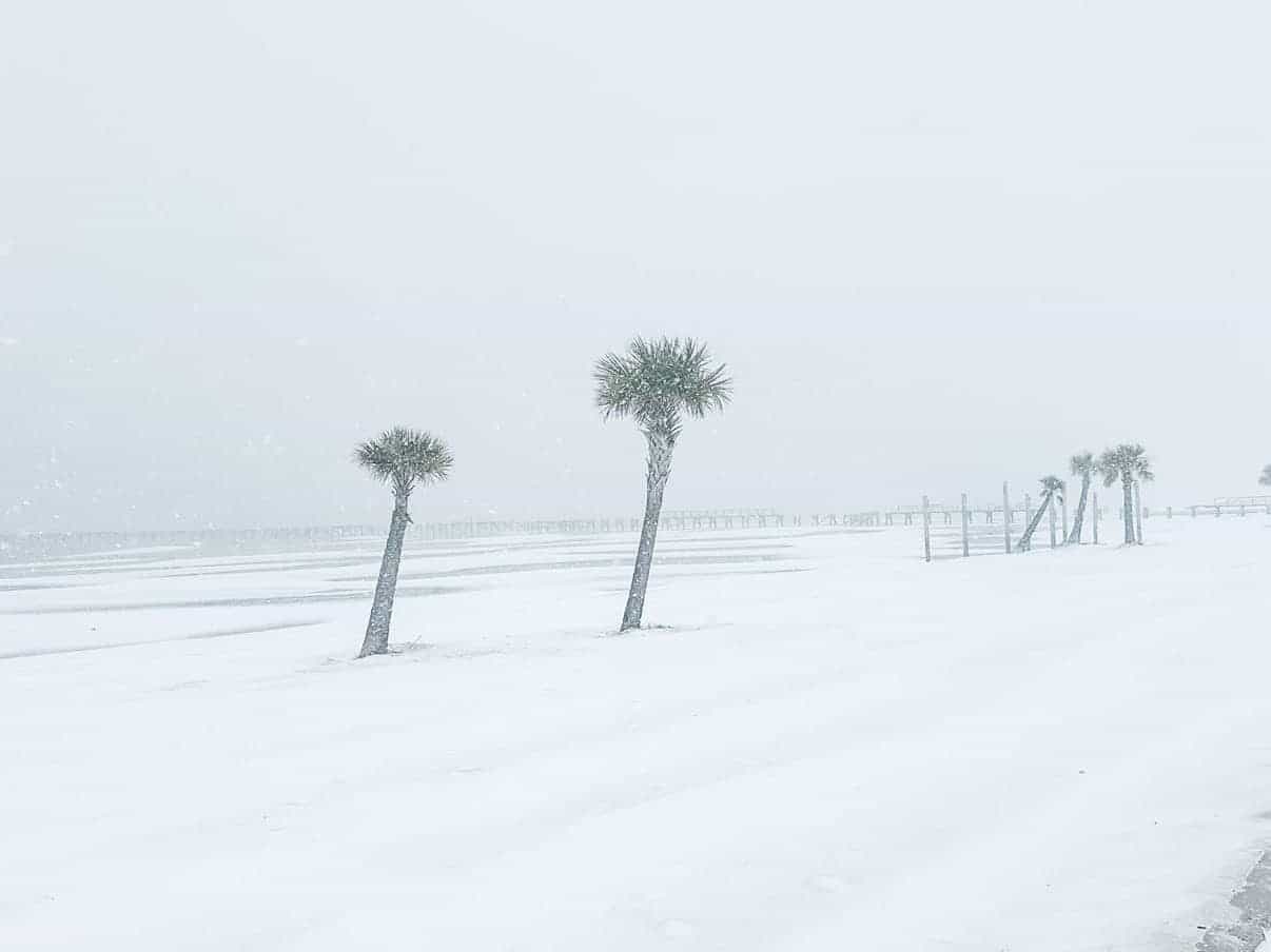 gulf coast snow snowy palm trees on beach