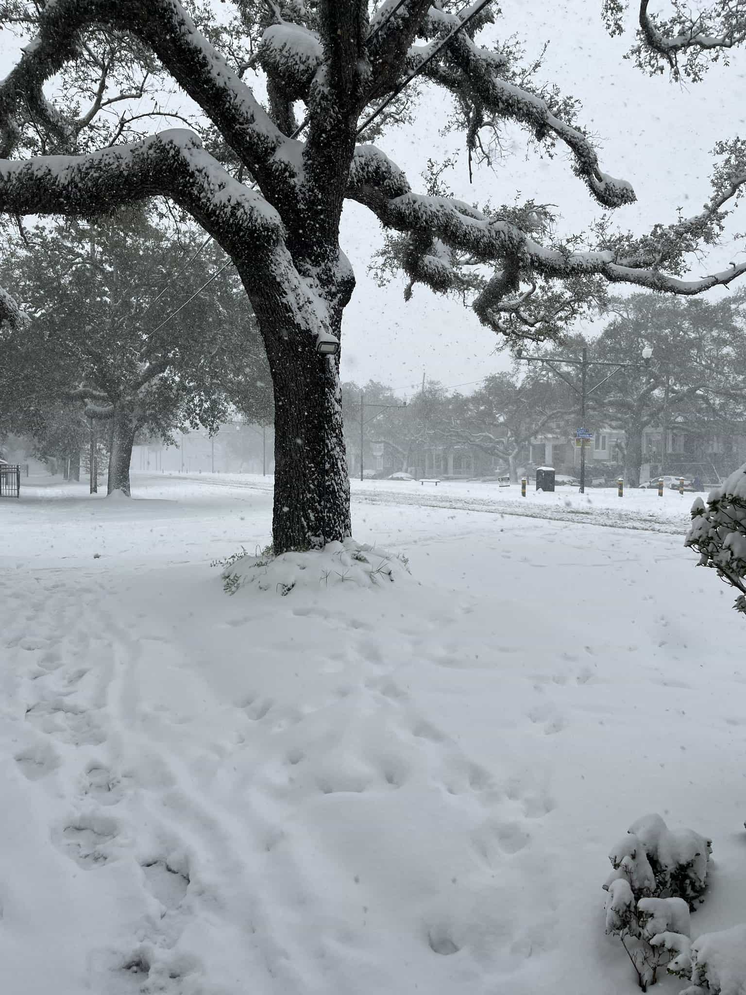 gulf coast snow